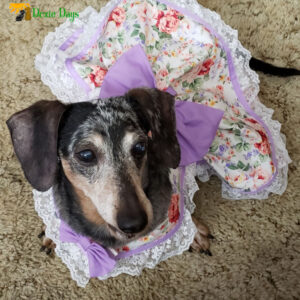 Custom Made Floral Print Lace Trimmed Sweet Dog Dress