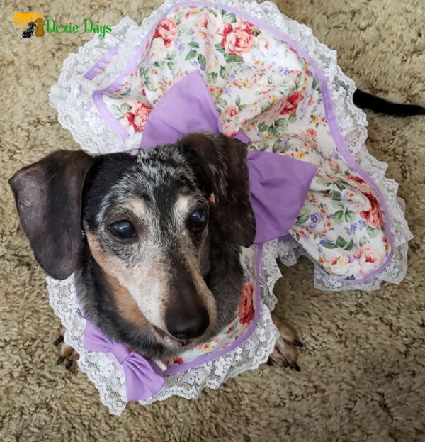 Custom Made Floral Print Lace Trimmed Sweet Dog Dress